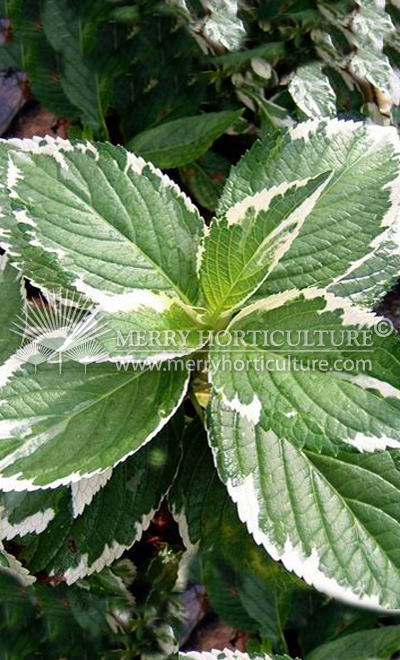 Hydrangea macrophylla 'variegata'